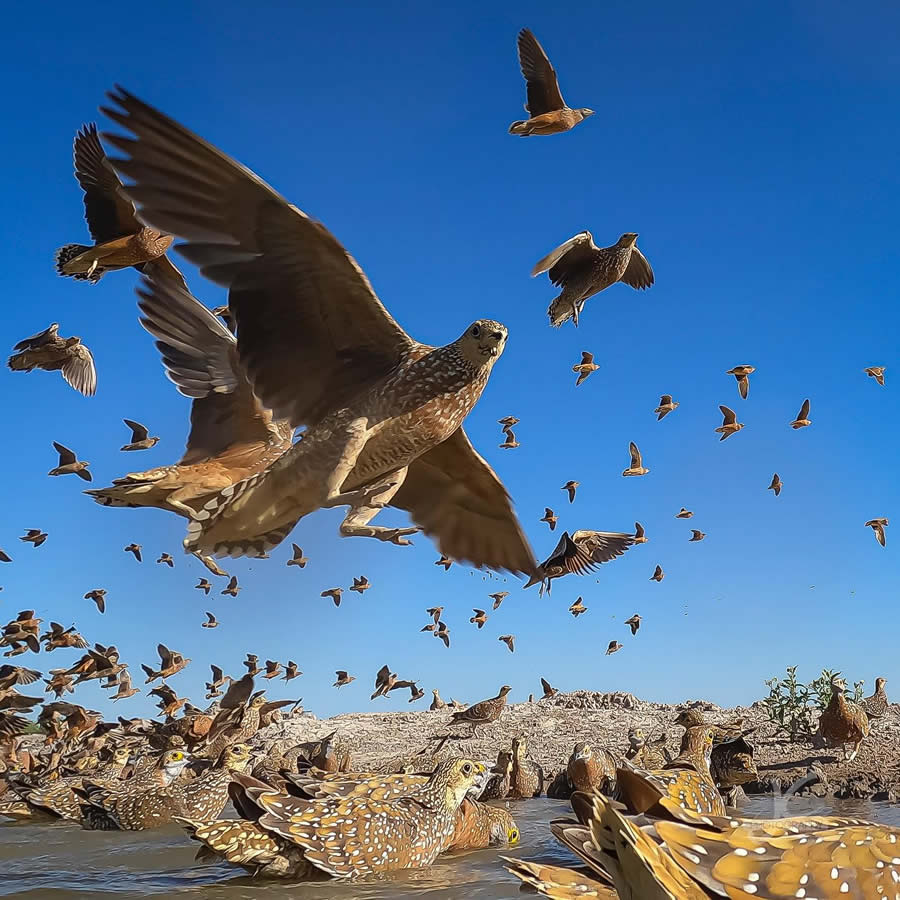 Award-Winning Wildlife Photography by Jens Cullmann