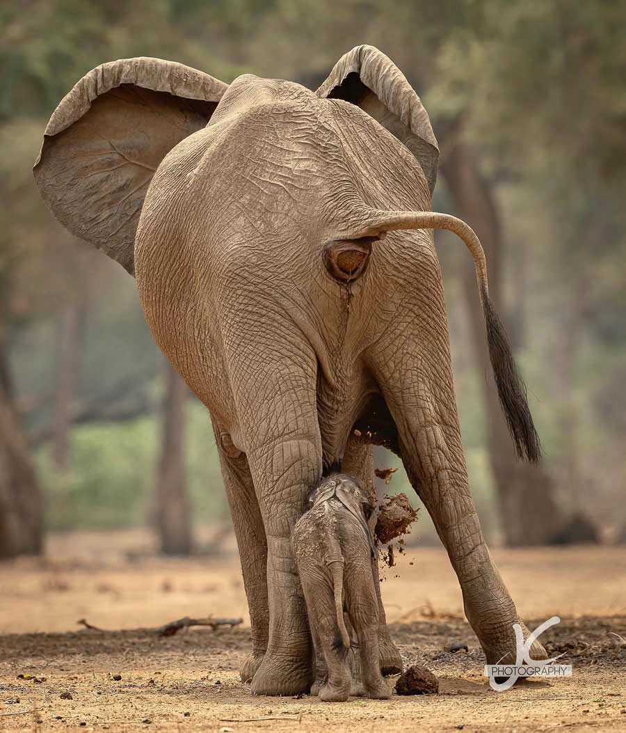 Award-Winning Wildlife Photography by Jens Cullmann