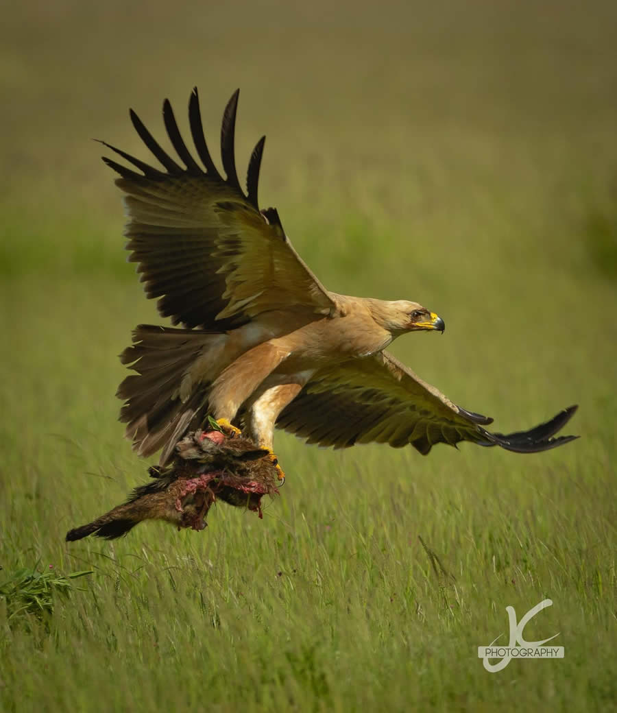 Award-Winning Wildlife Photography by Jens Cullmann