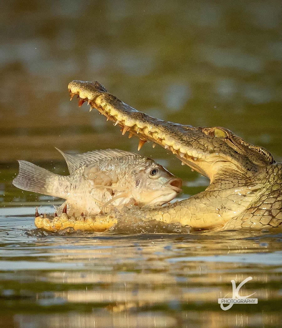 Award-Winning Wildlife Photography by Jens Cullmann