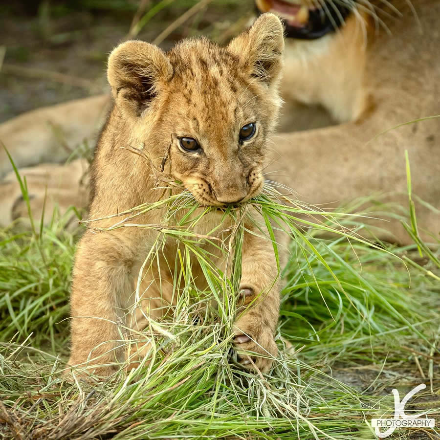 Award-Winning Wildlife Photography by Jens Cullmann