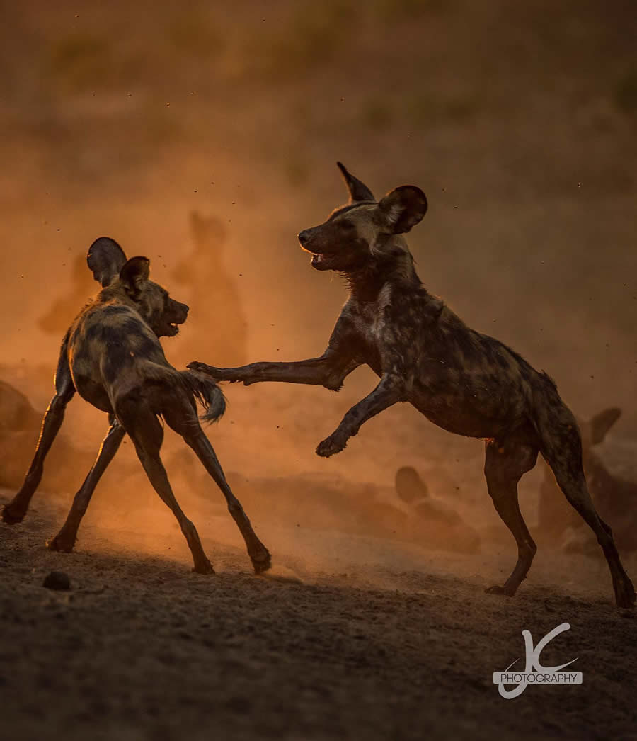 Award-Winning Wildlife Photography by Jens Cullmann