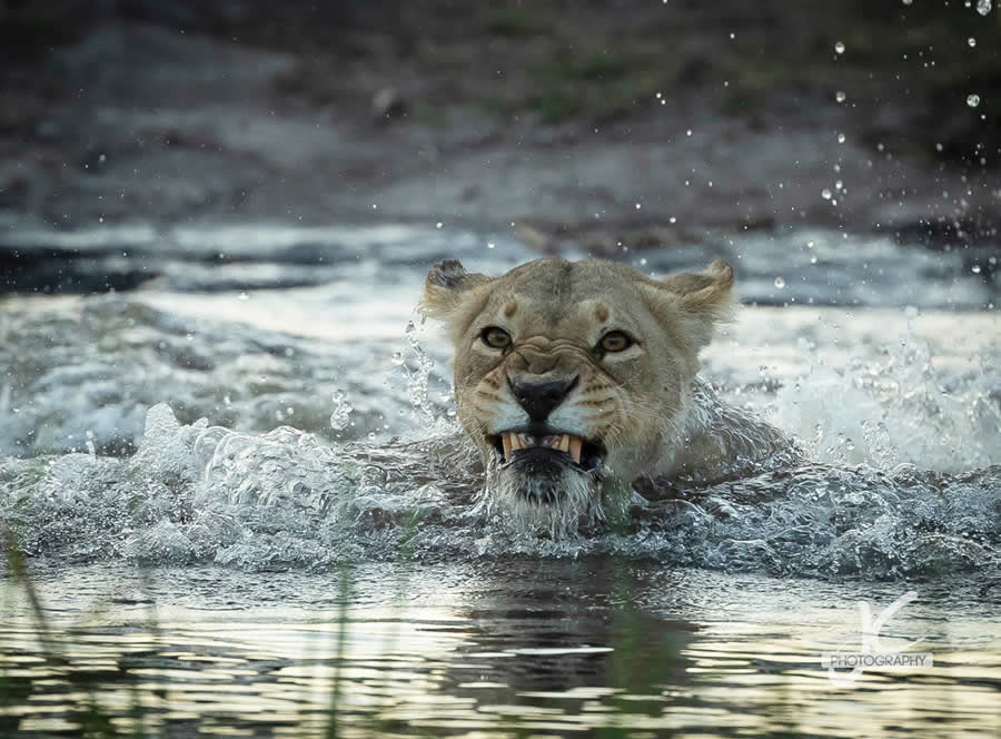 Award-Winning Wildlife Photography by Jens Cullmann