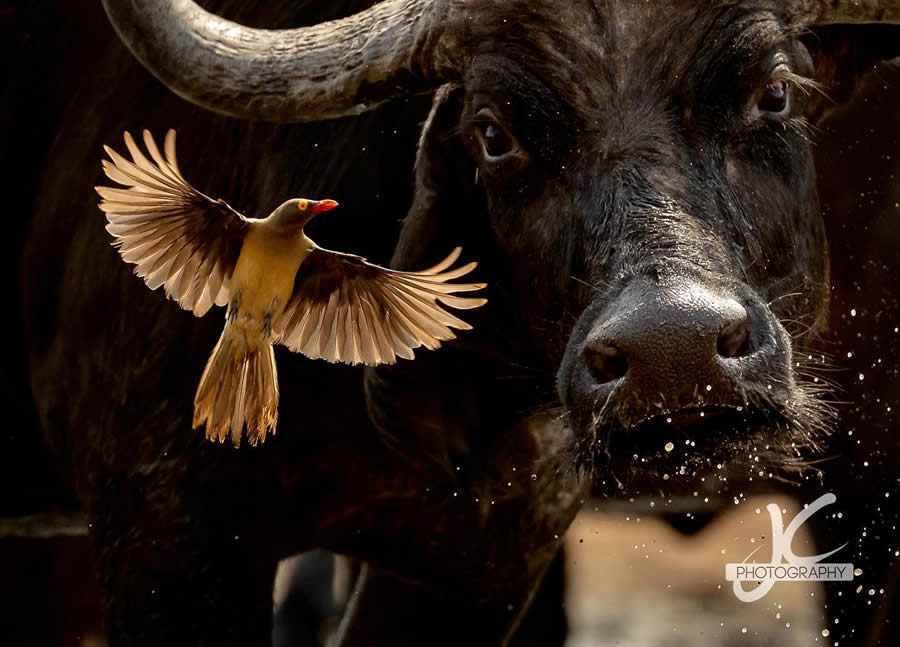 Award-Winning Wildlife Photography by Jens Cullmann