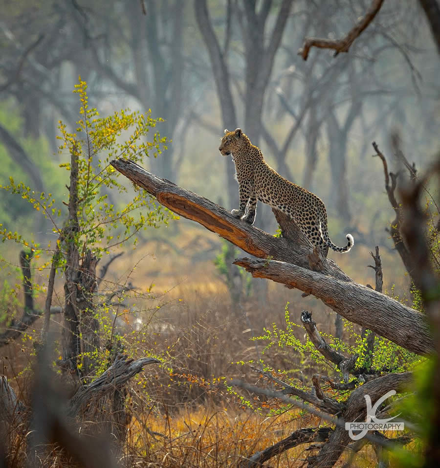 Award Winning Photographers Capture Stunning Wildlife Moments To