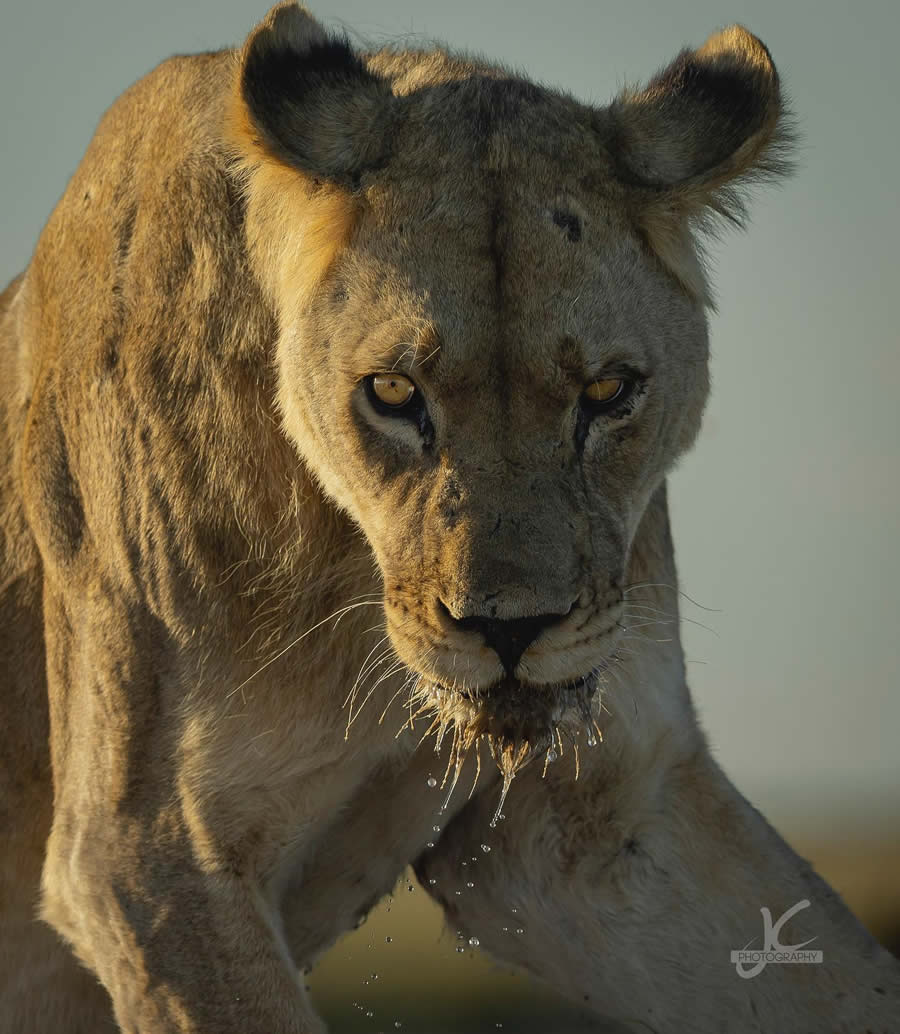 Award-Winning Wildlife Photography by Jens Cullmann