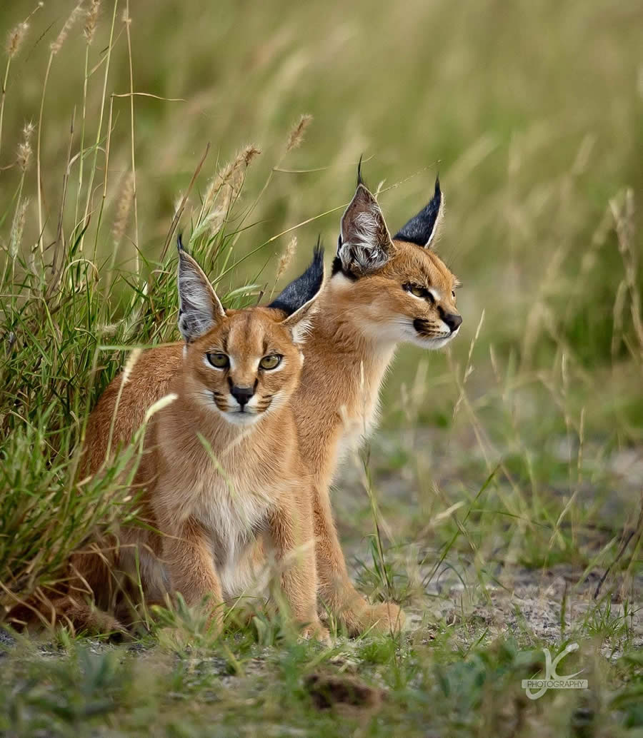 Award-Winning Wildlife Photography by Jens Cullmann