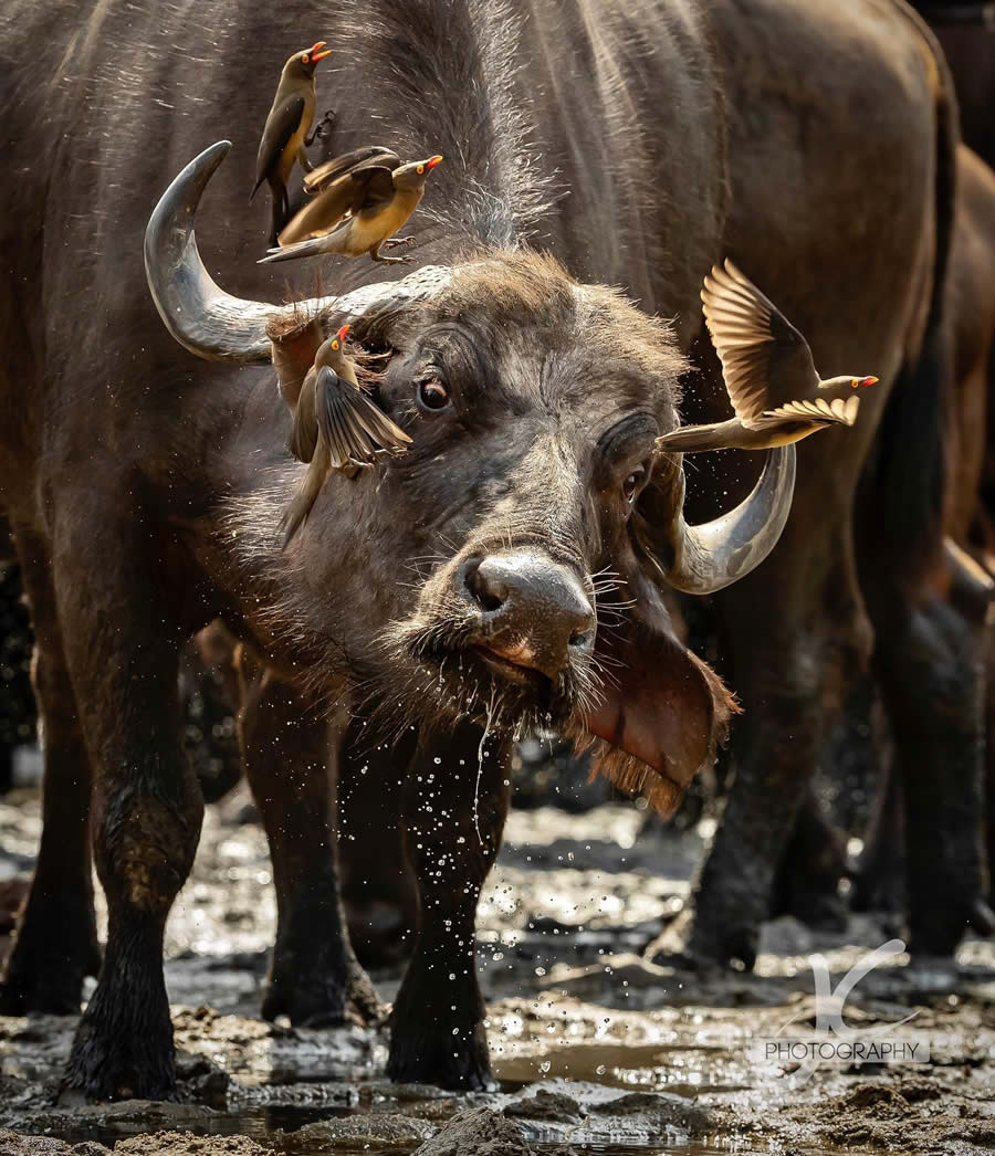 Award-Winning Wildlife Photography by Jens Cullmann