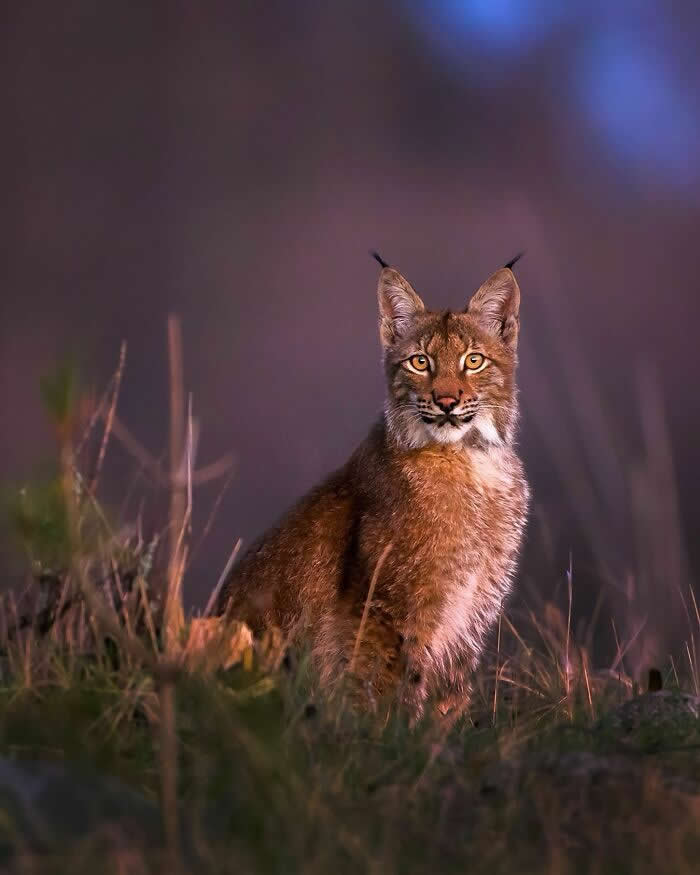 Wildlife Photography by Ossi Saarinen