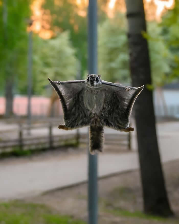 Wildlife Photography by Ossi Saarinen