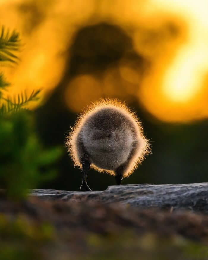 Wildlife Photography by Ossi Saarinen