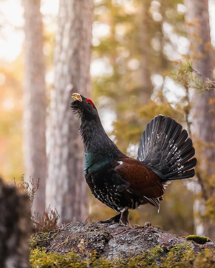 Wildlife Photography by Ossi Saarinen