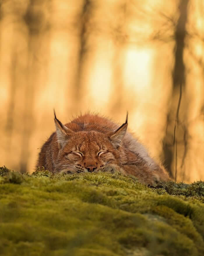 Wildlife Photography by Ossi Saarinen