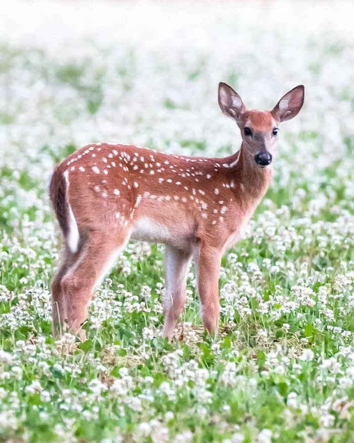 Wildlife Photography by Ossi Saarinen