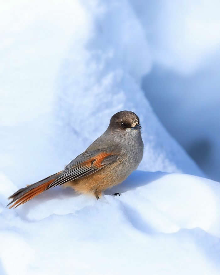 Wildlife Photography by Ossi Saarinen