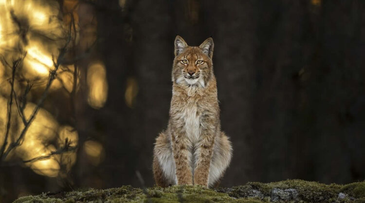 Wildlife Photography by Ossi Saarinen