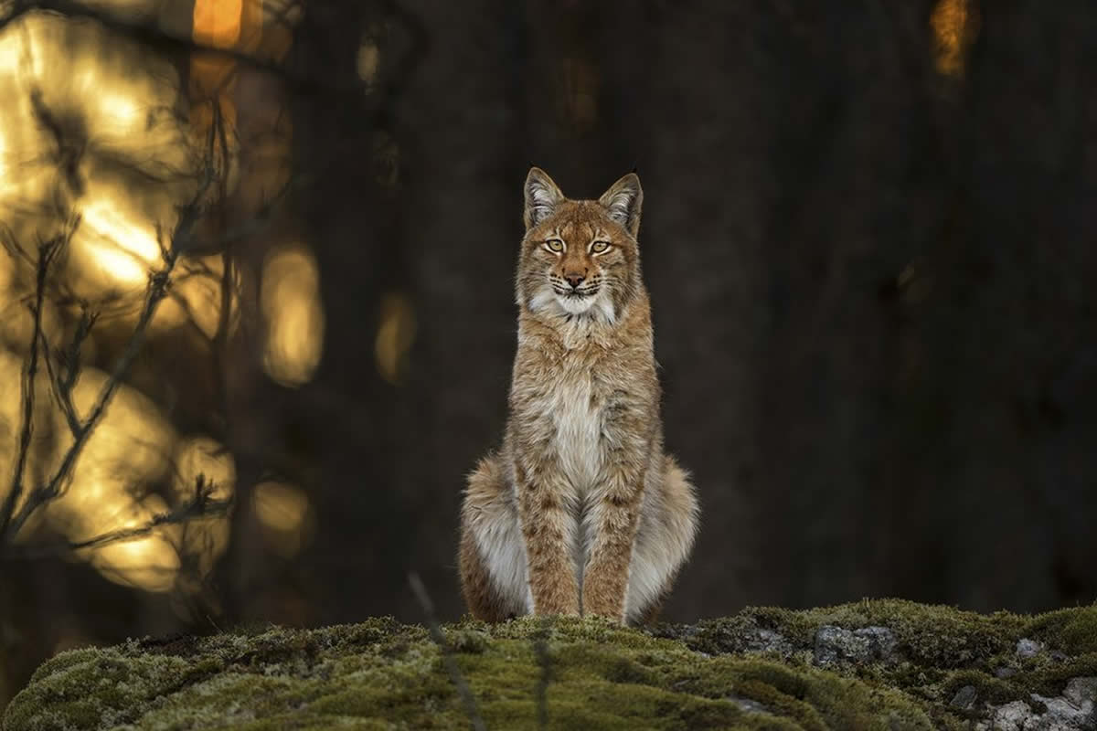 Wildlife Photography by Ossi Saarinen