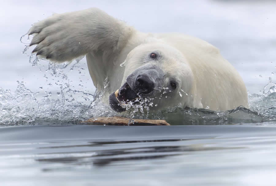 2025 World Nature Photography Awards Winners