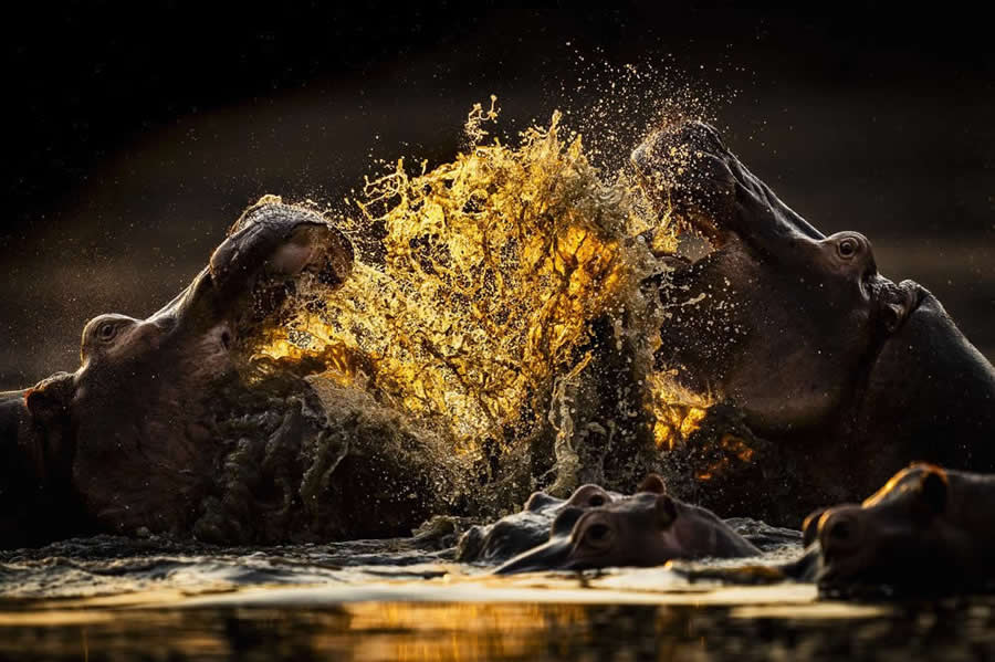 2025 World Nature Photography Awards Winners