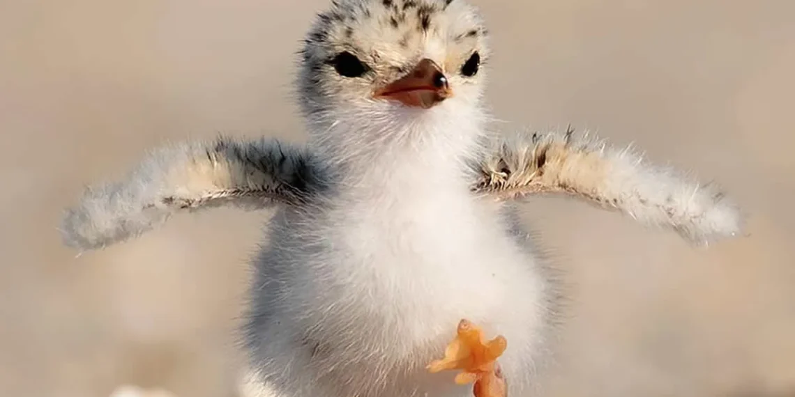 A fluffy baby bird strutting on sandy ground with wings outstretched