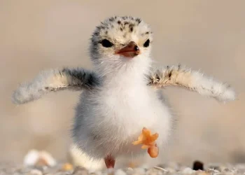 A fluffy baby bird strutting on sandy ground with wings outstretched