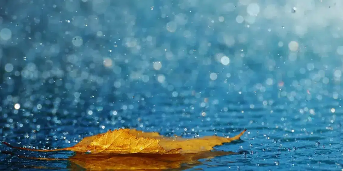 33 Stunning Photographs That Showcase the Beauty of Bokeh Through Light, Depth, and Color 34 Golden autumn leaf floating in rain puddle with blue bokeh background beautiful bokeh photography