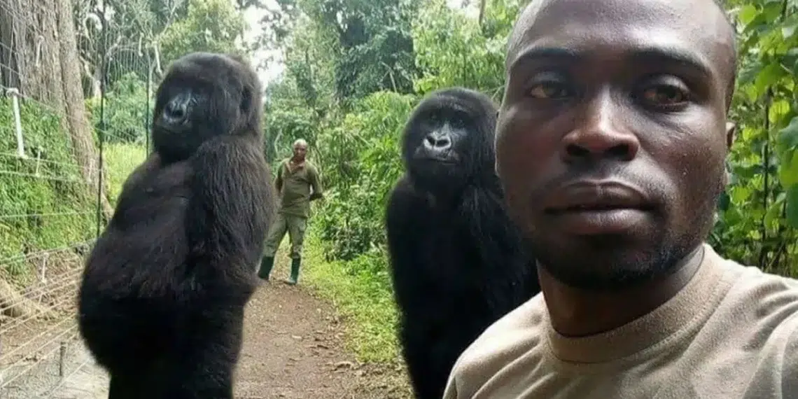 22 Heartwarming Photos to Bring You Happiness and Fill Your Day with Joy 23 Ranger selfie with two standing gorillas in jungle