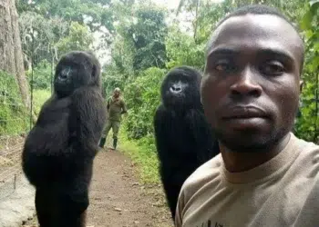 Ranger selfie with two standing gorillas in jungle