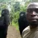 Ranger selfie with two standing gorillas in jungle