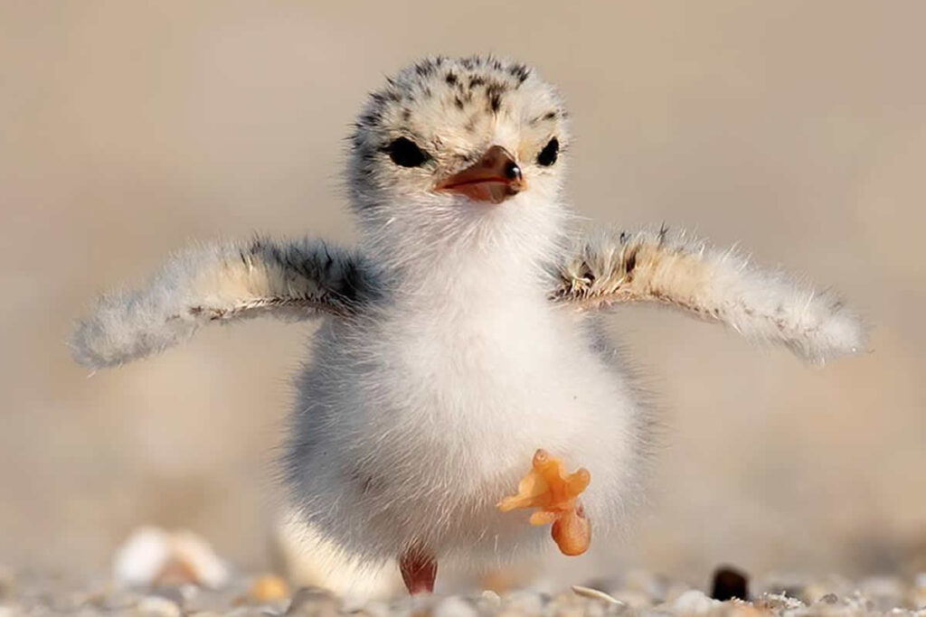Heartwarming Photos of Adorable Animals People Love