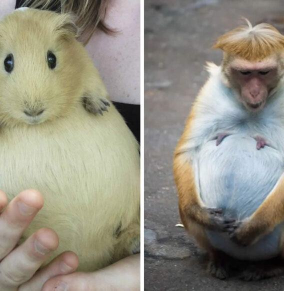 24 Adorably Pregnant Animals That Look Ready to Welcome Their Babies