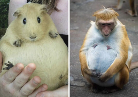 24 Adorably Pregnant Animals That Look Ready to Welcome Their Babies