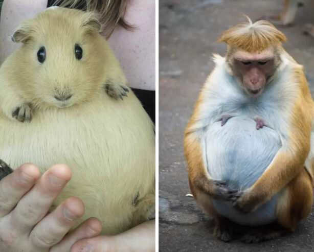 24 Adorably Pregnant Animals That Look Ready to Welcome Their Babies