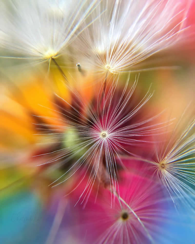 Beautiful Flower Photography by Charne