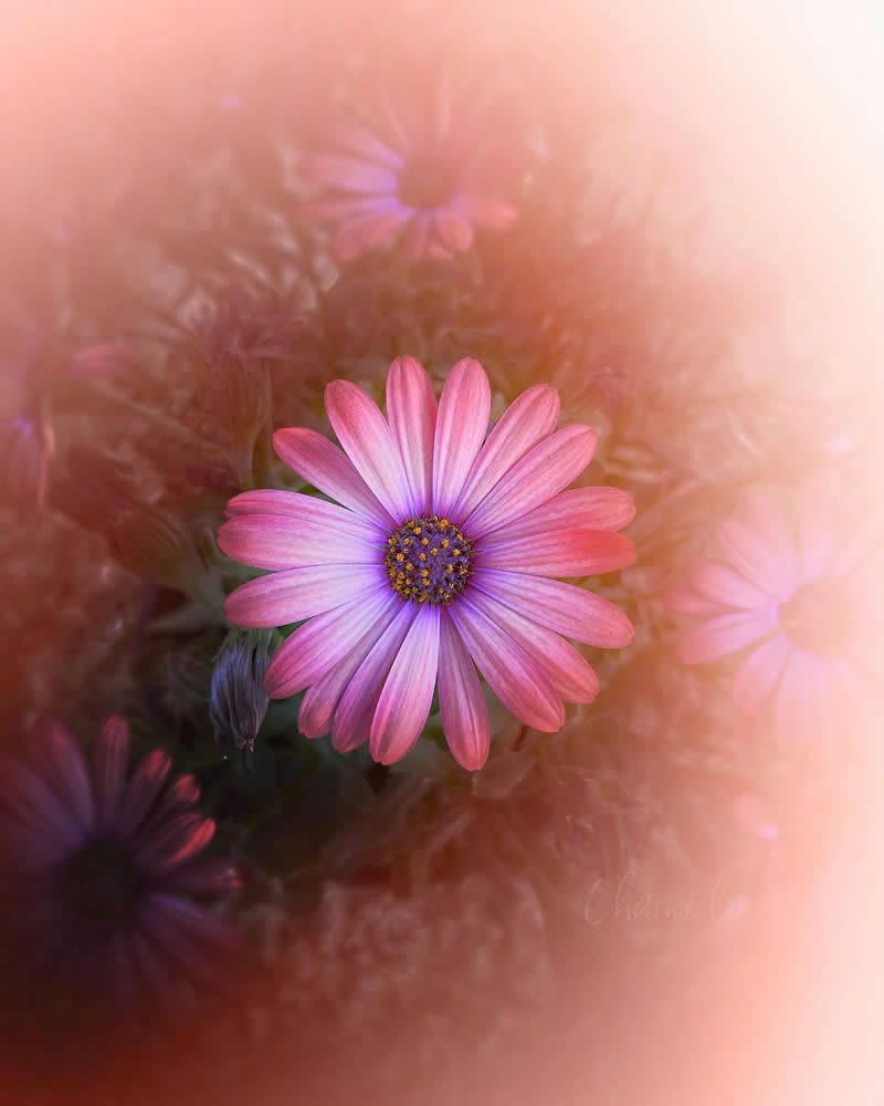 Beautiful Flower Photography by Charne