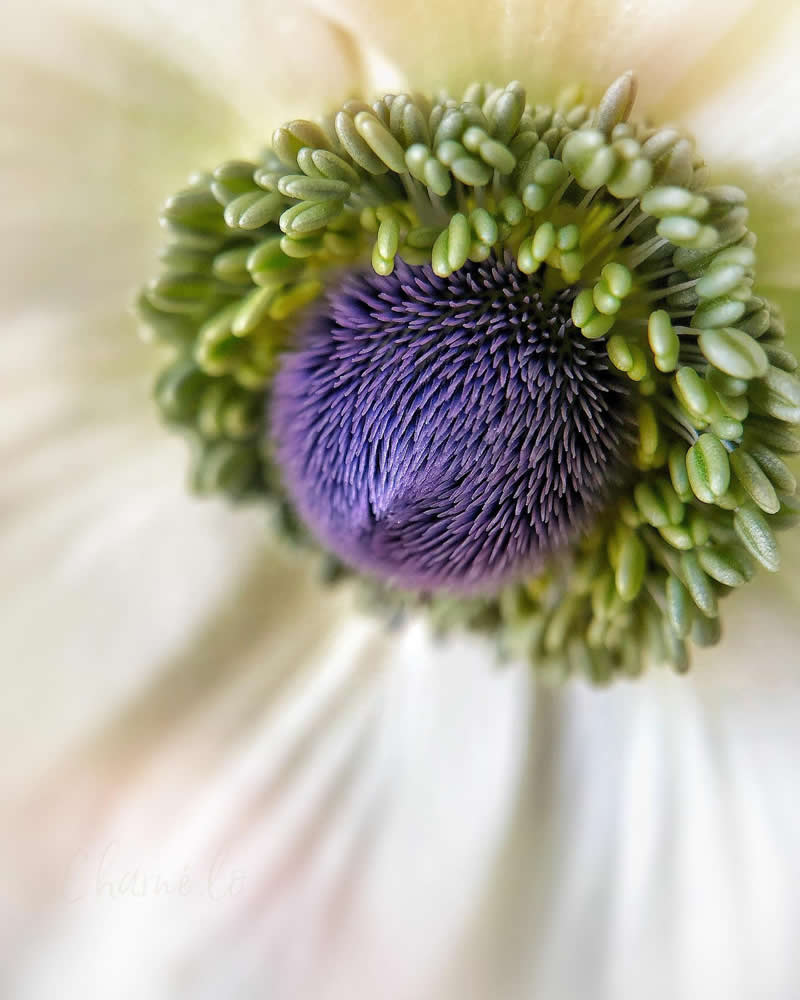 Beautiful Flower Photography by Charne