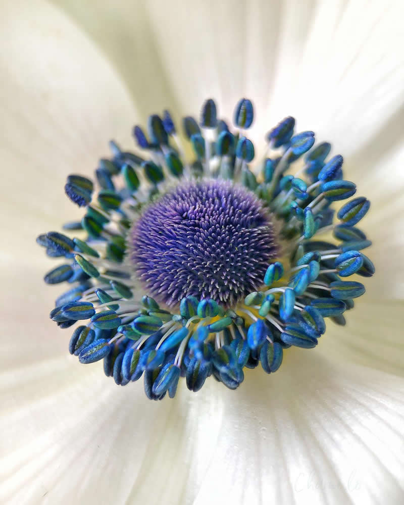 Beautiful Flower Photography by Charne