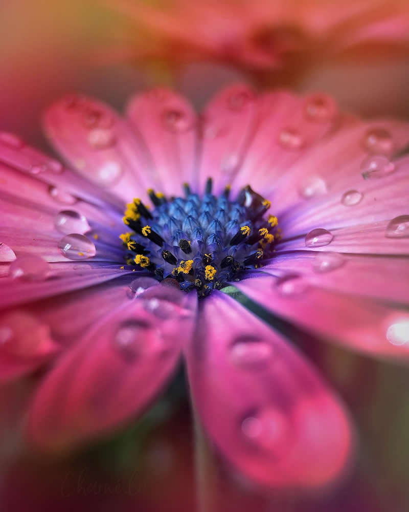 Beautiful Flower Photography by Charne