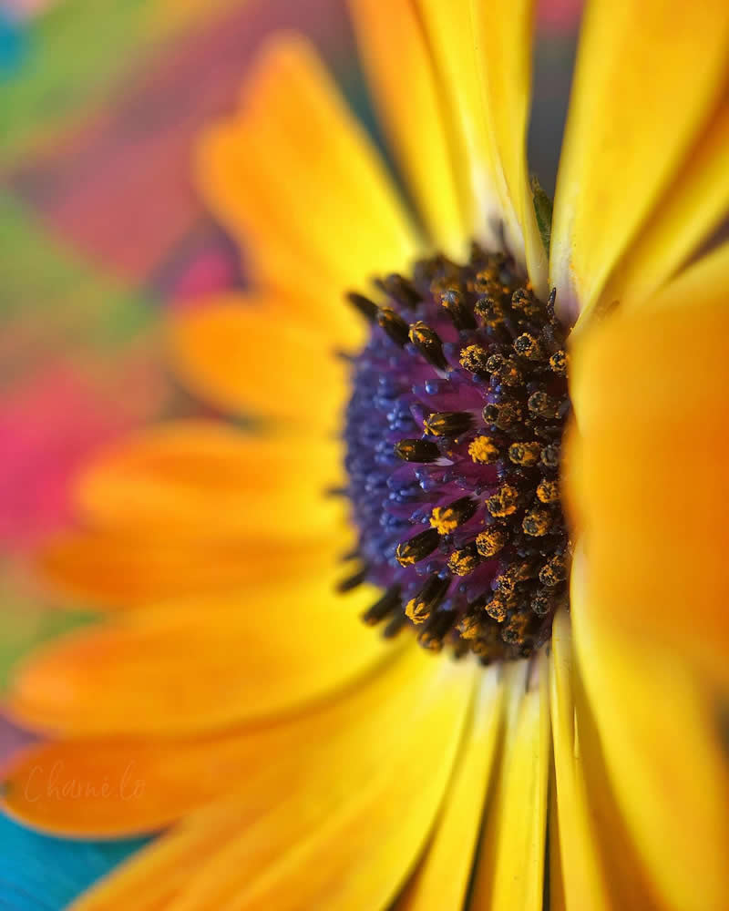 Beautiful Flower Photography by Charne