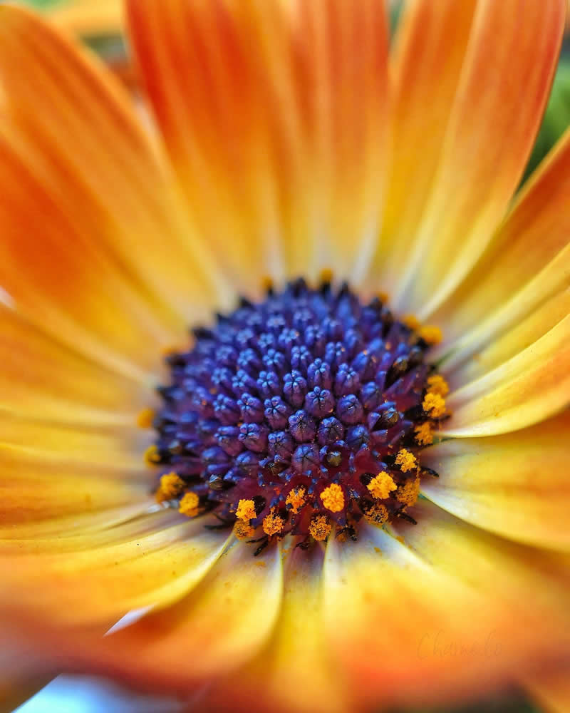 Beautiful Flower Photography by Charne