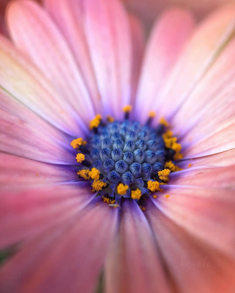 Beautiful Flower Photography by Charne