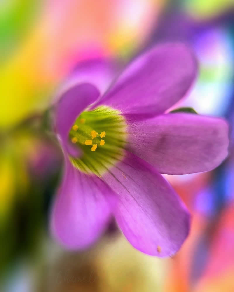 Beautiful Flower Photography by Charne