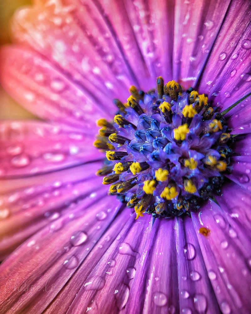 Beautiful Flower Photography by Charne