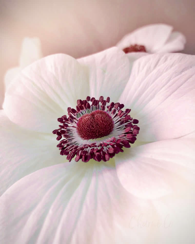 Beautiful Flower Photography by Charne