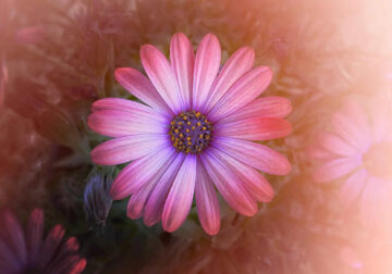 Beautiful Flower Photography by Charne