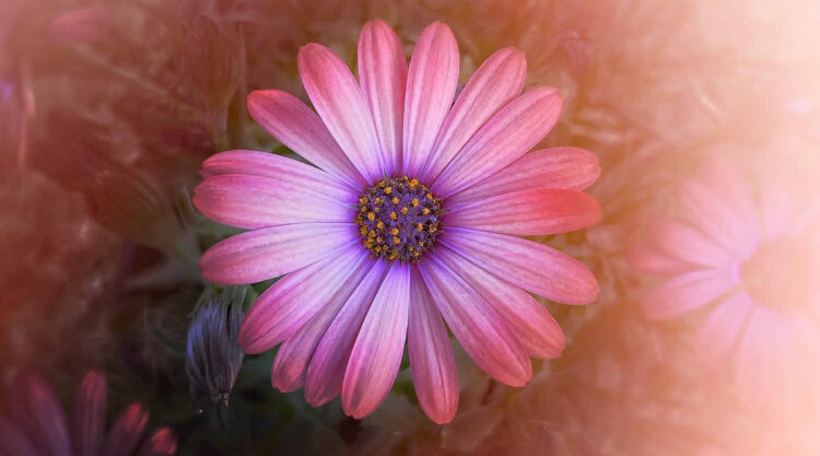 Beautiful Flower Photography by Charne