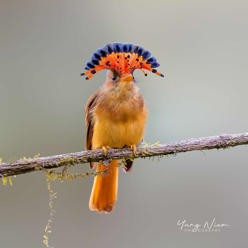 Beautiful Bird Photography by Yung Niem