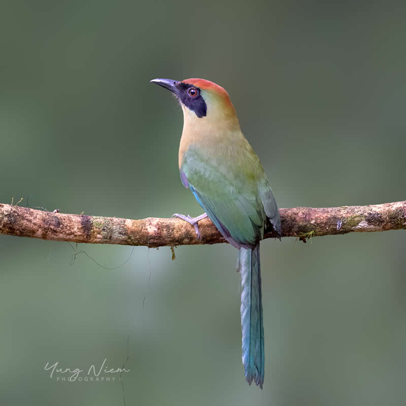 Beautiful Bird Photography by Yung Niem