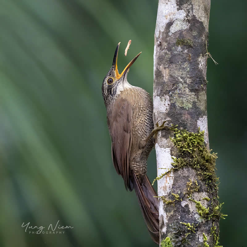 Beautiful Bird Photography by Yung Niem