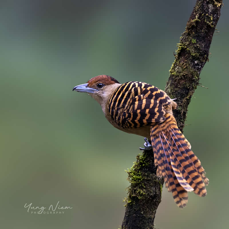 Beautiful Bird Photography by Yung Niem